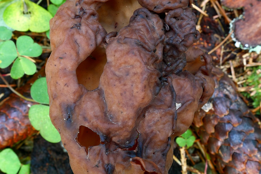Forum - Gyromitra infula (Bischofsmütze) 2012.11.07 - Fk2 - Ansicht von oben.jpg