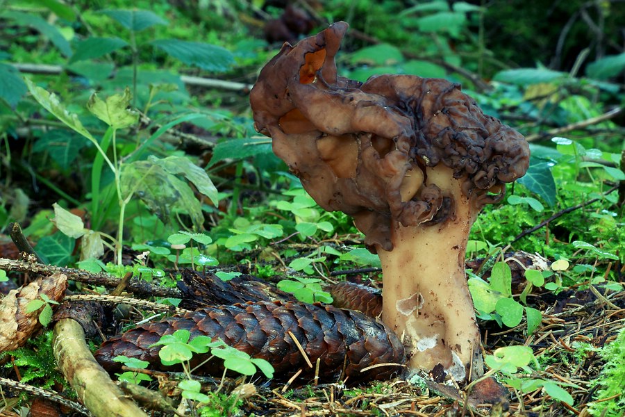 Forum - Gyromitra infula (Bischofsmütze) 2012.11.07 - Fk2.jpg