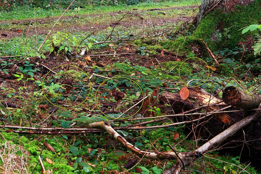 Forum - Gyromitra infula (Bischofsmütze) 2012.11.07 - Habitat - crop.jpg