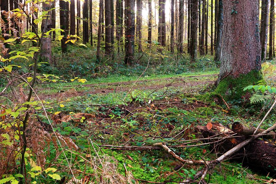Forum - Gyromitra infula (Bischofsmütze) 2012.11.07 - Habitat - plus Markierung.jpg