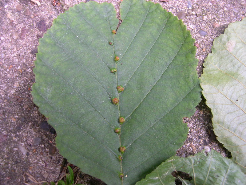 Eriophyes inangulis-Gallmilbe-c.JPG