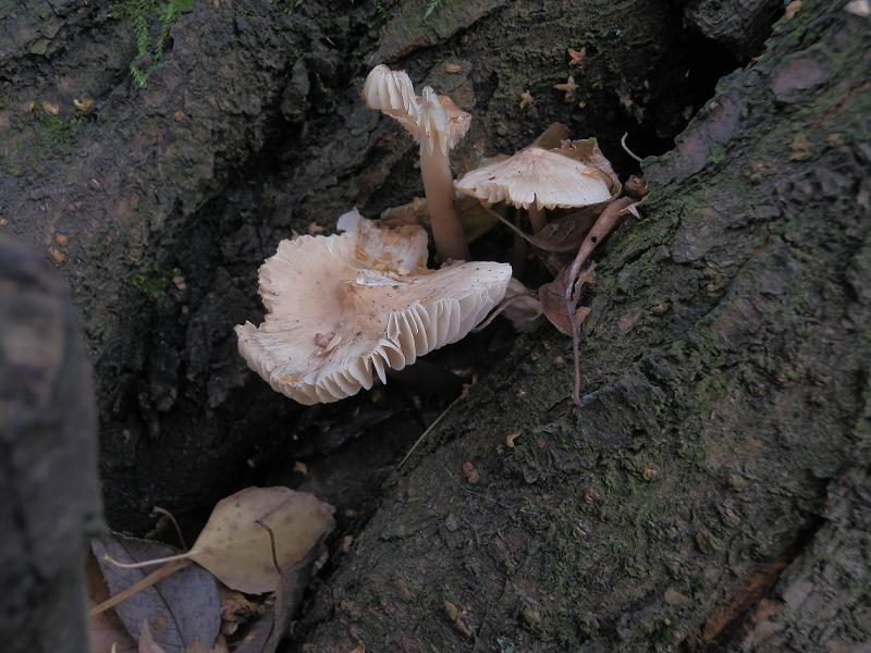 Mycena galericulata_1.jpg