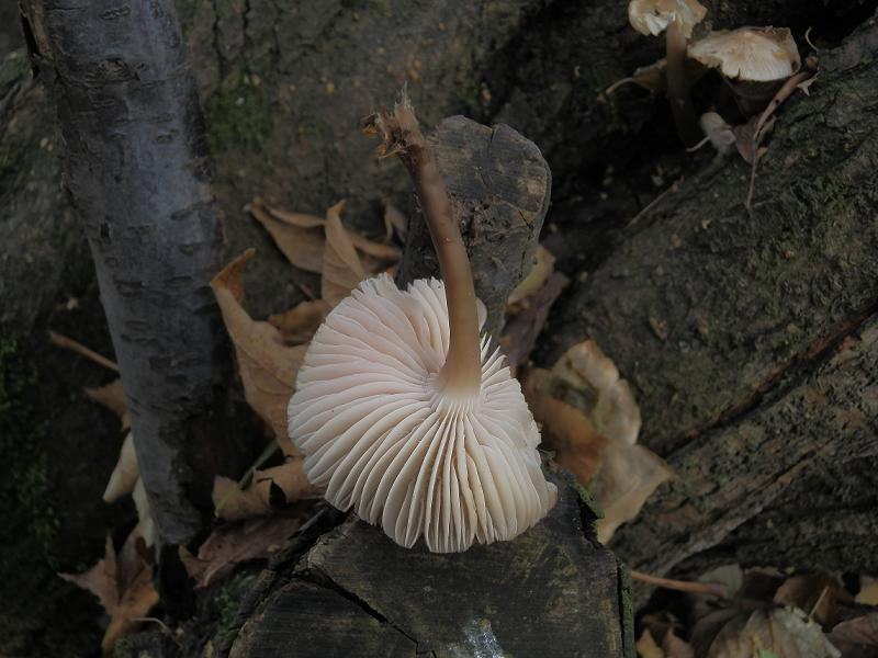 Mycena galericulata_1.2.jpg