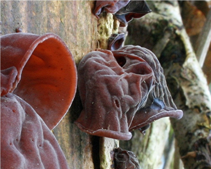 Auricularia a judae_10_DDb.JPG