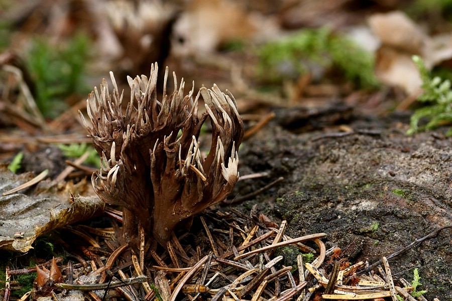 Forum - Thelephora palmata (Stinkender Warzenpilz) 2010.10.14.jpg