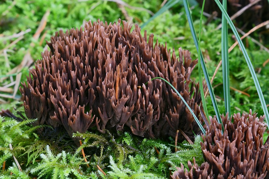 Forum - Thelephora 2012.11.08 -  2.jpg