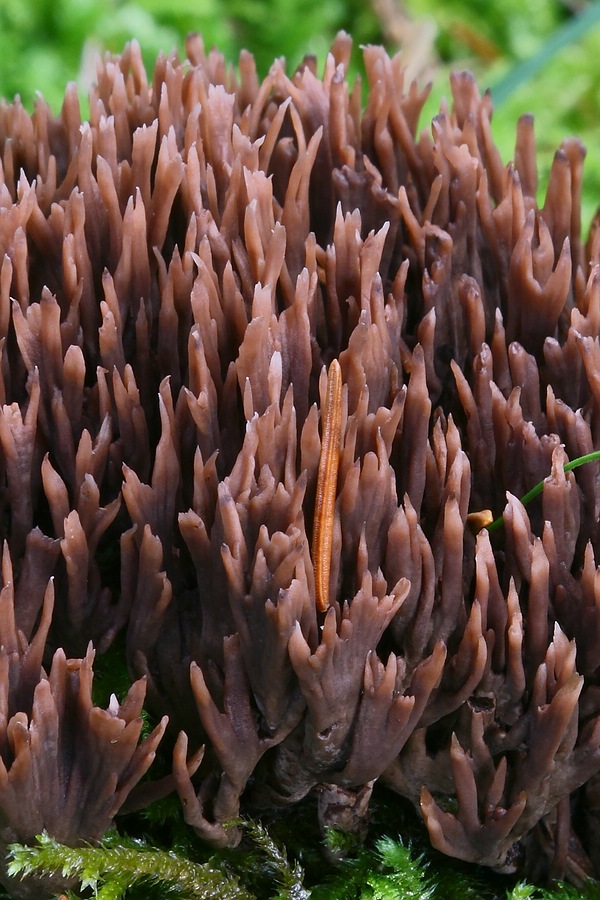 Forum - Thelephora 2012.11.08 -  2 - crop.jpg