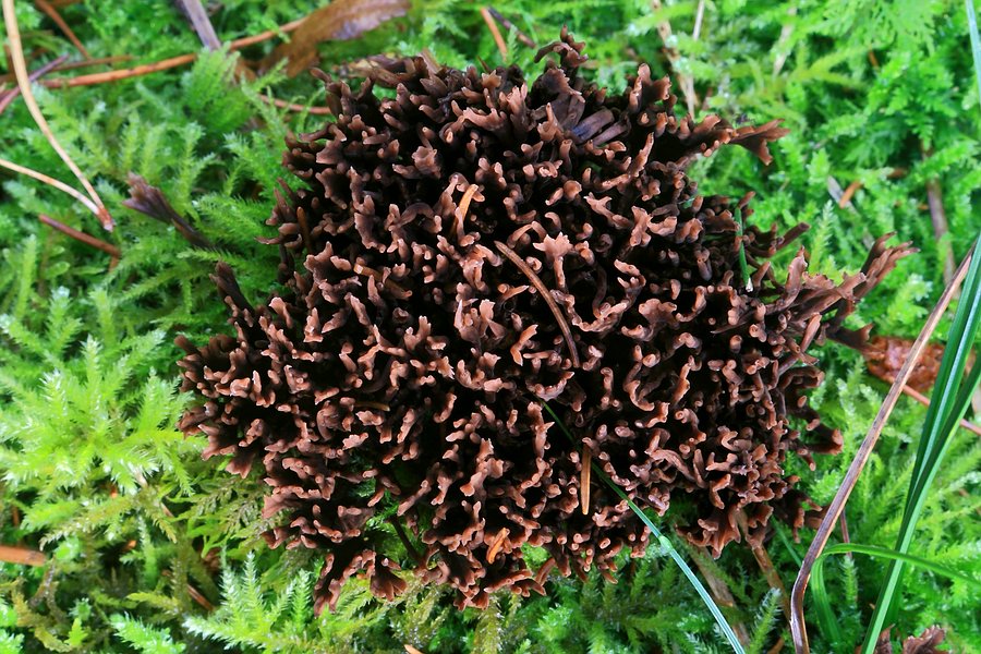 Forum - Thelephora 2012.11.08 -  von oben.jpg