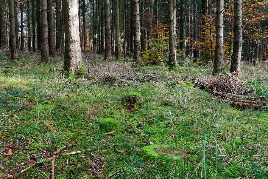 Forum - Thelephora 2012.11.08 -  Habitat.jpg