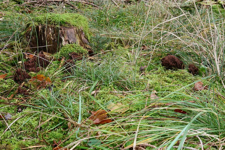 Forum - Thelephora 2012.11.08 -  Lage.jpg