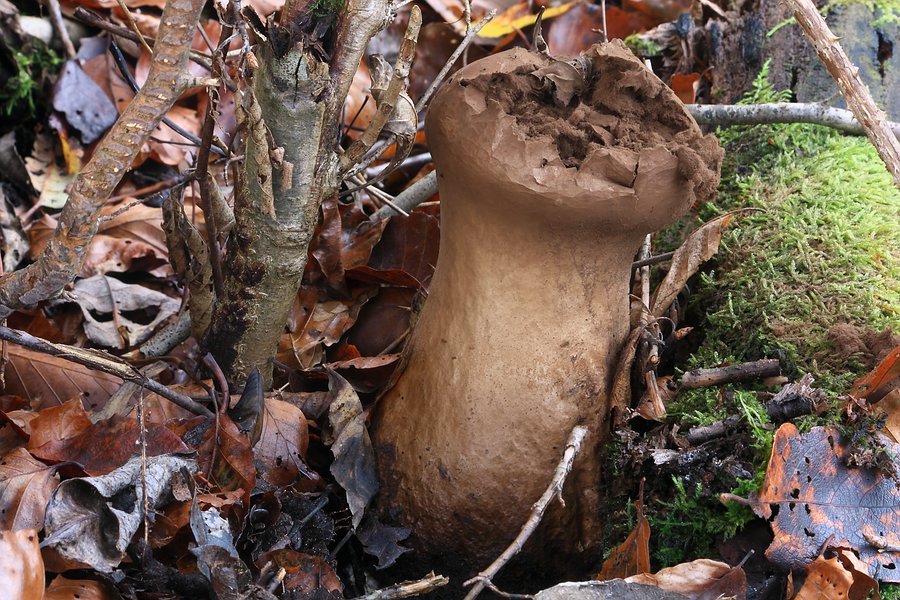 Forum - Stäubling 2012.11.09 - 2.jpg