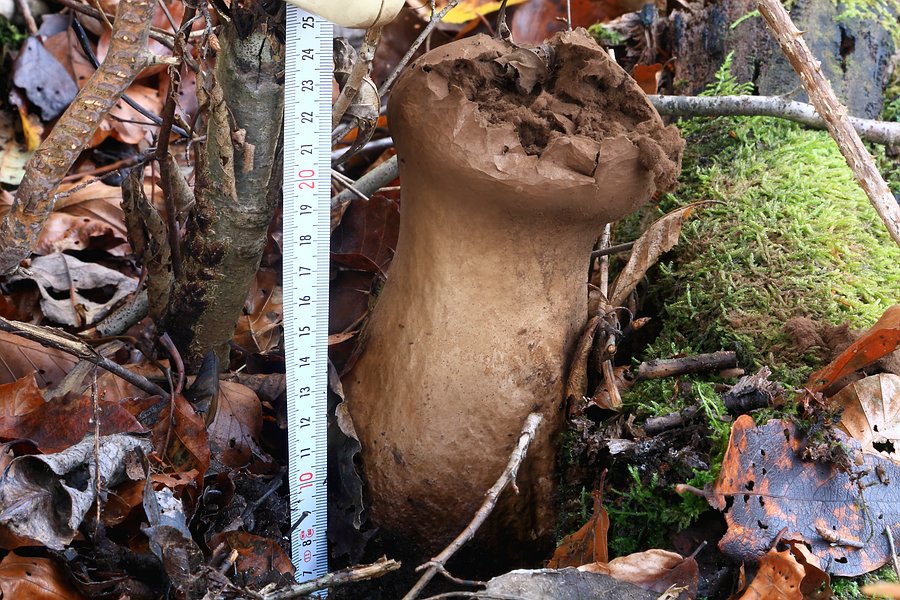 Forum - Stäubling 2012.11.09 - mit Maß.jpg