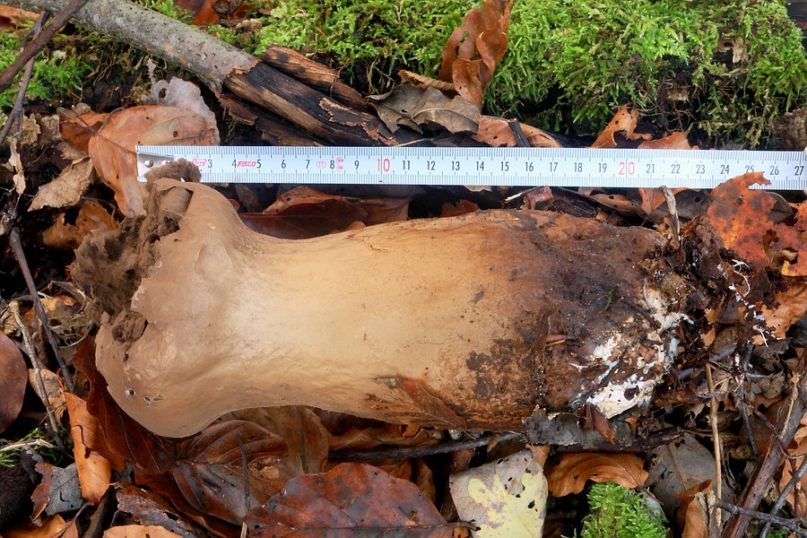 Forum - Stäubling 2012.11.09 - liegend - mit  Maß.jpg