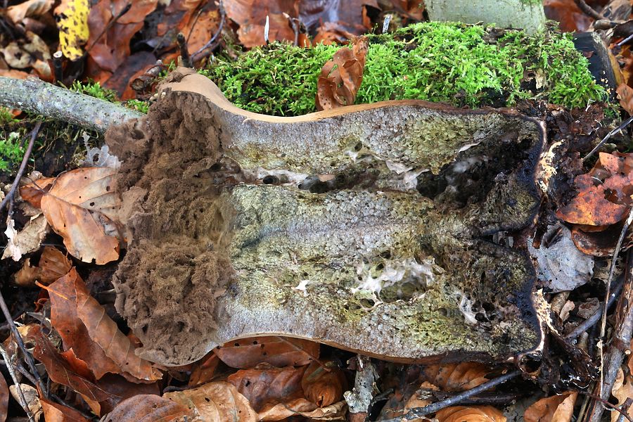 Forum - Stäubling 2012.11.09 - Schnitt.jpg