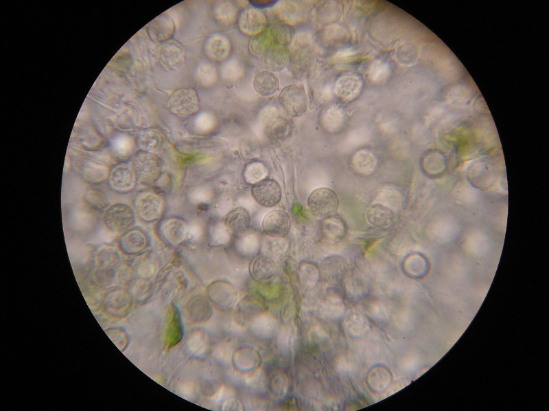 1000er Stubaital (2).JPG