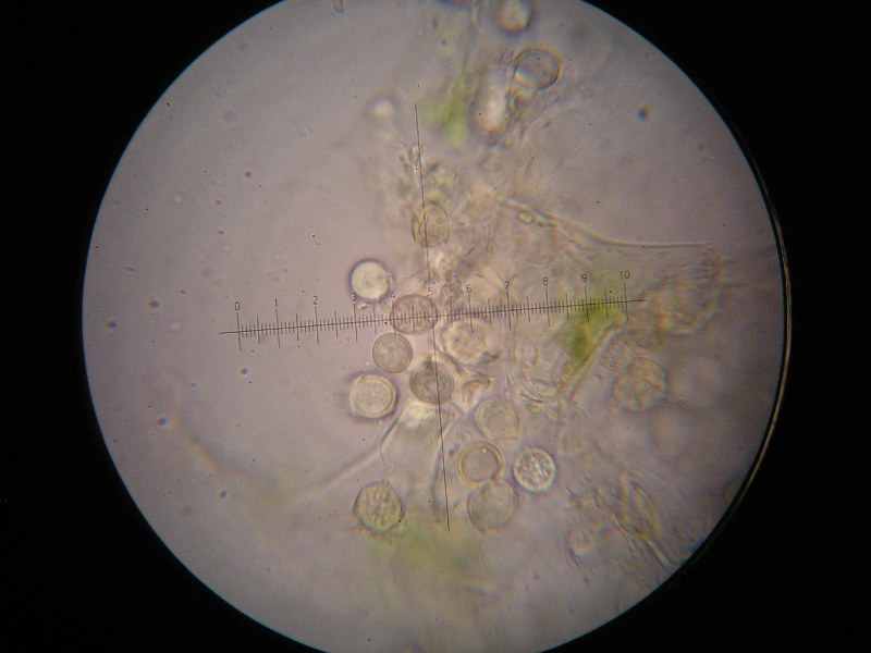 1000er Stubaital (13).JPG