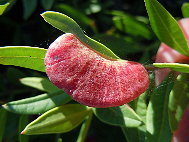 DSCN2637 Ausschnitt, Schärfe, klein.jpg