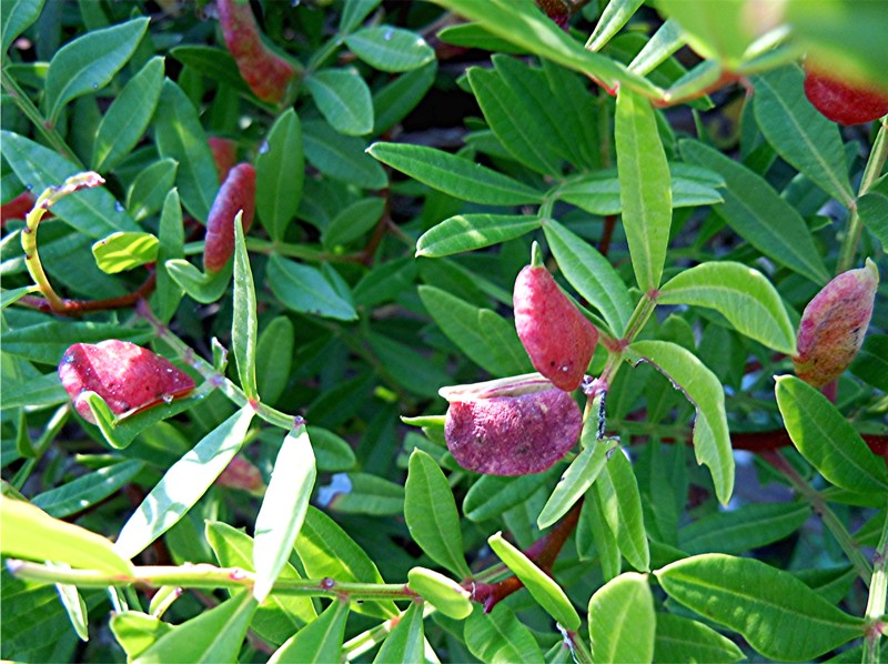 DSCN2636 Ausschnitt, Kontrast, Schärfe, klein.jpg