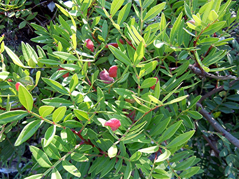 DSCN2634 Ausschnitt, Licht, Schärfe, klein.jpg