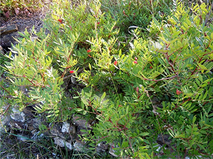 DSCN2633 Ausschnitt, Kontrast, Schärfe, klein.jpg