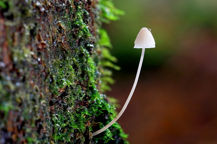 Forum - Mycena 2012.11.10.jpg