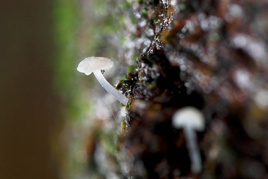 Forum - Marasmius 2012.11.10.jpg