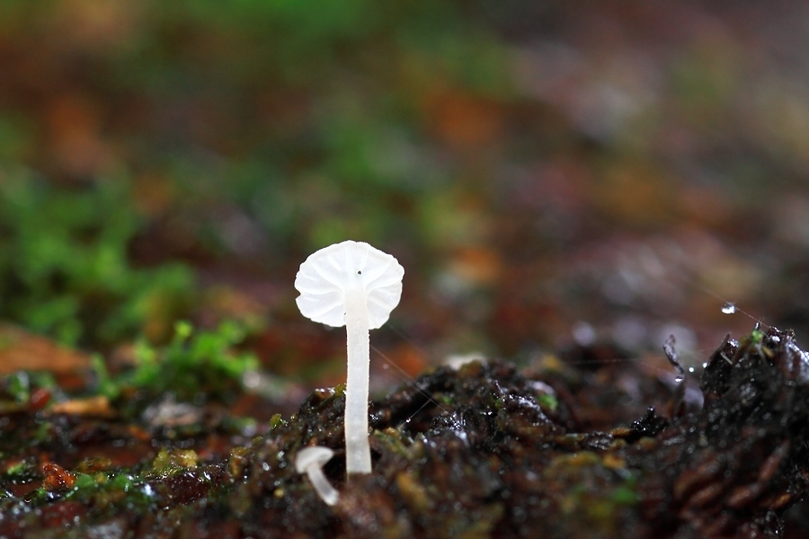 Forum - Marasmius 2012.11.10 - Unterseite.jpg