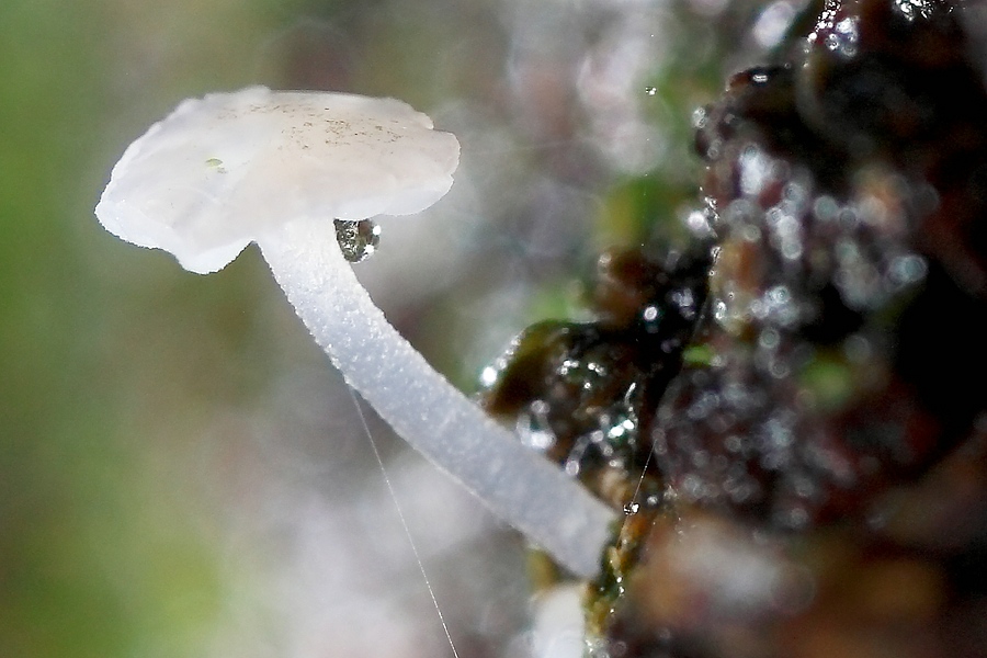 Forum - Marasmius 2012.11.10 - crop.jpg