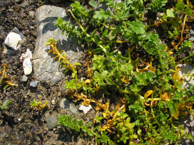 Eckernförde (1).JPG