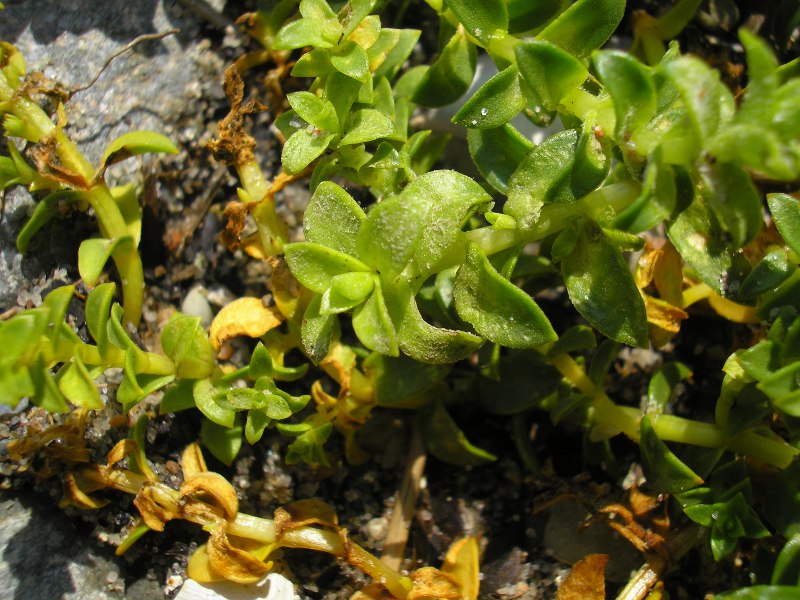 Eckernförde (2).JPG