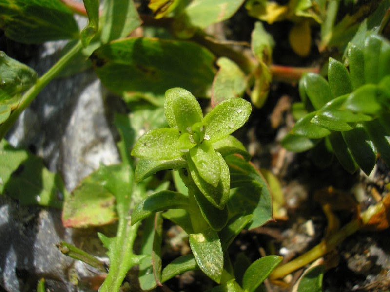 Eckernförde (5).JPG