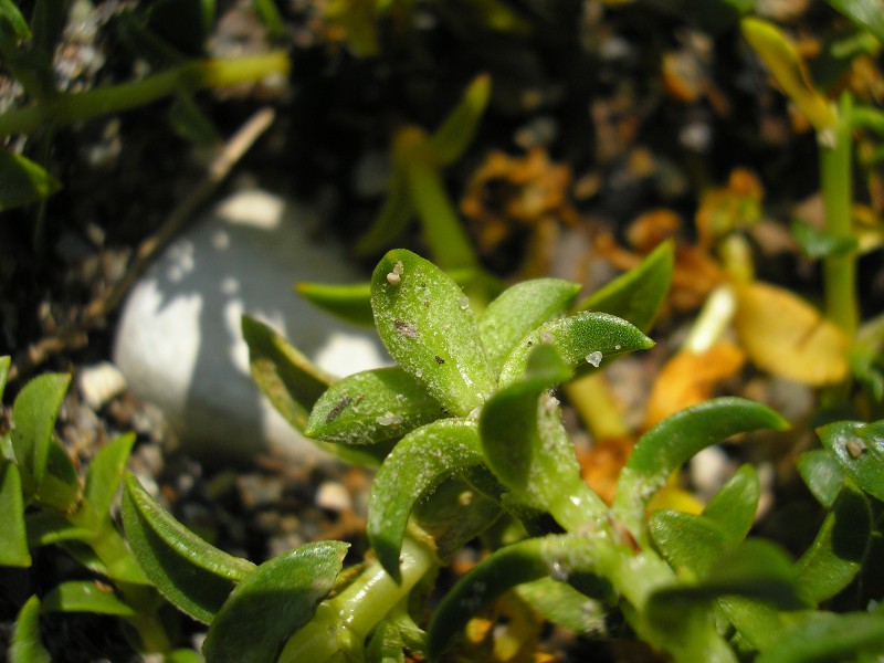 Eckernförde (7).JPG