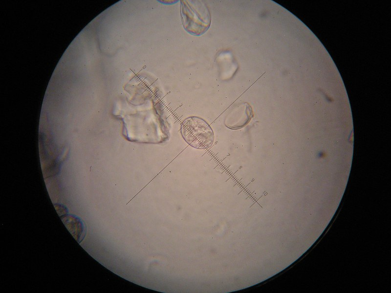 1000er Eckern (9).JPG