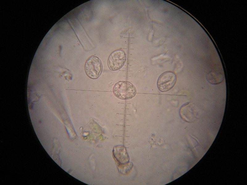 1000er Eckern (19).JPG