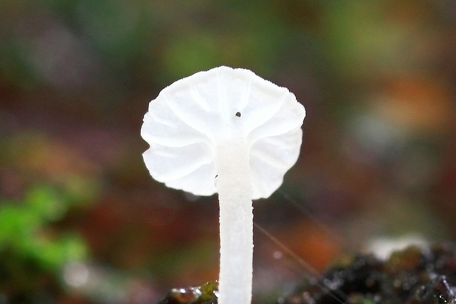 Forum -Marasmius 2012.11.10 - Unterseite - crop.jpg