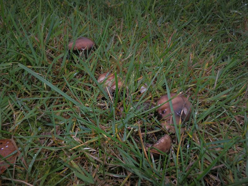 Gomphidius maculatus_1.jpg