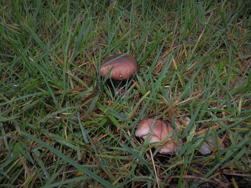 Gomphidius maculatus_1.1.jpg