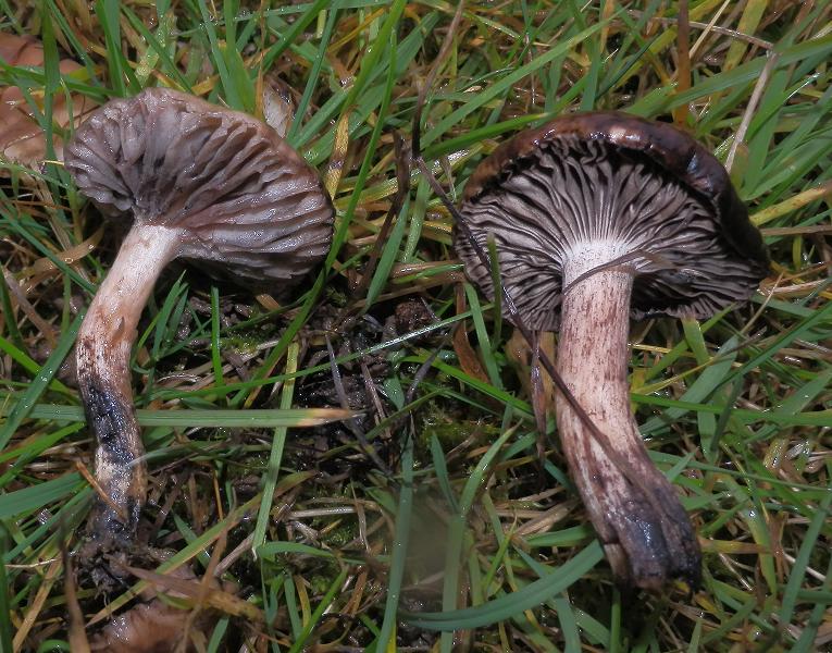 Gomphidius maculatus_1.2.JPG