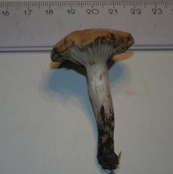 Gomphidius maculatus_1.3.JPG