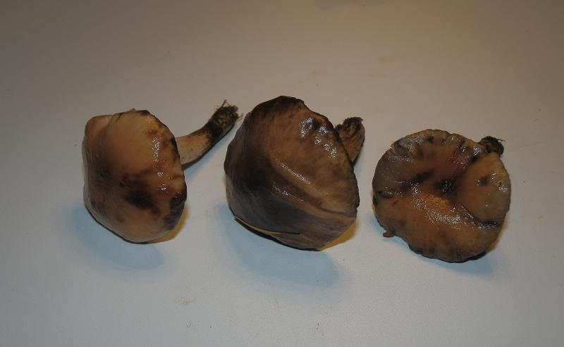 Gomphidius maculatus_1.4.JPG