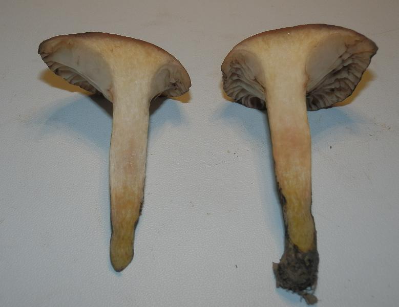 Gomphidius maculatus_1.5.jpg