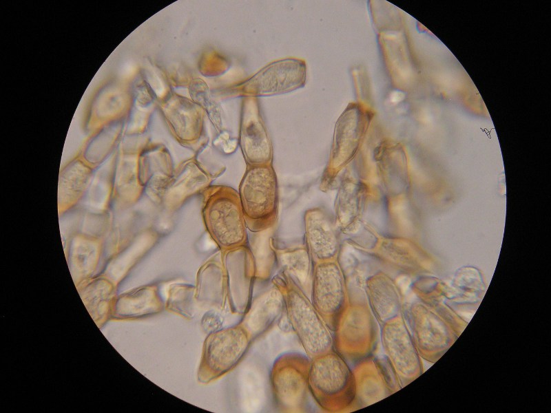 1000er SanktOsw (7).JPG