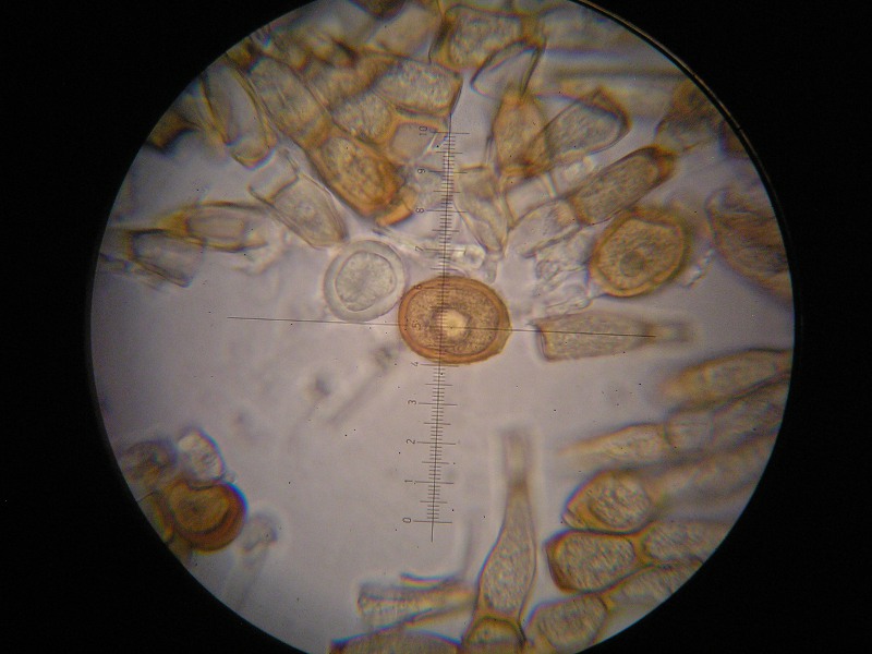 1000er SanktOsw (18).JPG