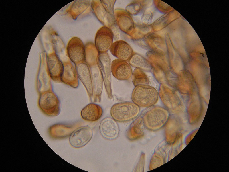 1000er SanktOsw (20).JPG