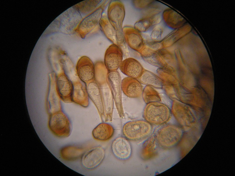 1000er SanktOsw (22).JPG