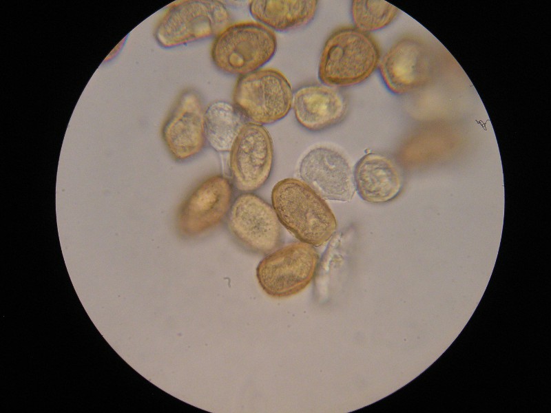 1000er SanktOsw (27).JPG