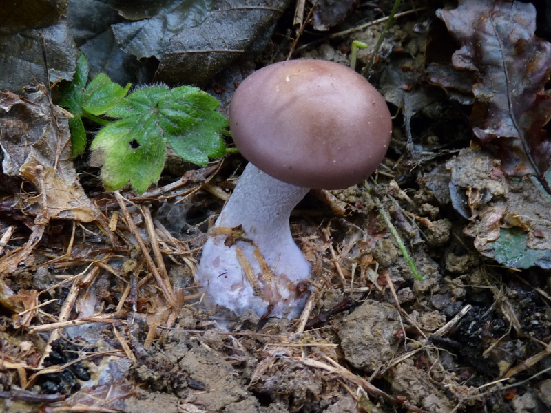 P1070080 Serie 12 jung seitlich Klumpfuss .JPG