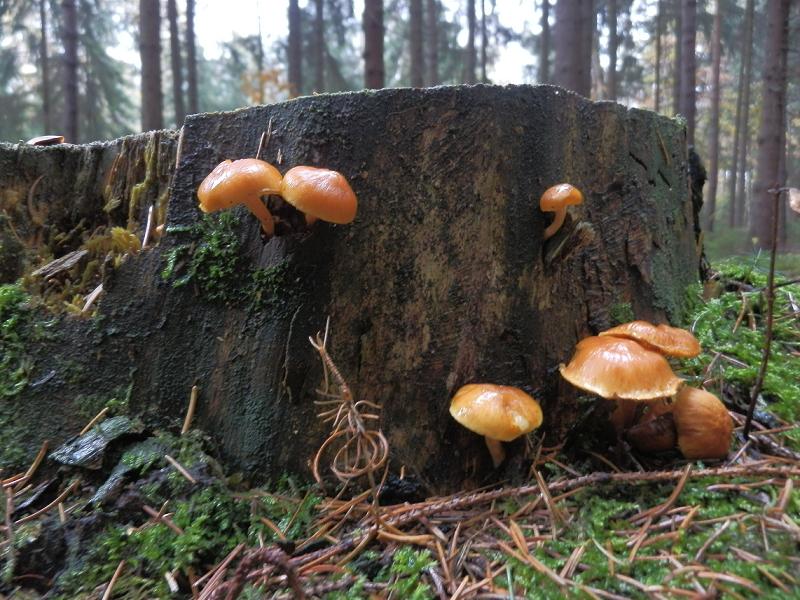 Gymnopilus sp._1.jpg