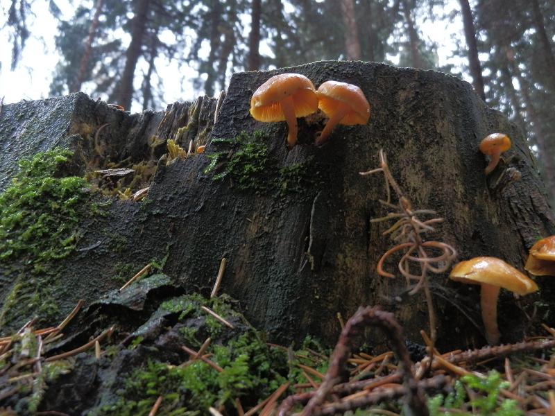 Gymnopilus sp._1.1.jpg