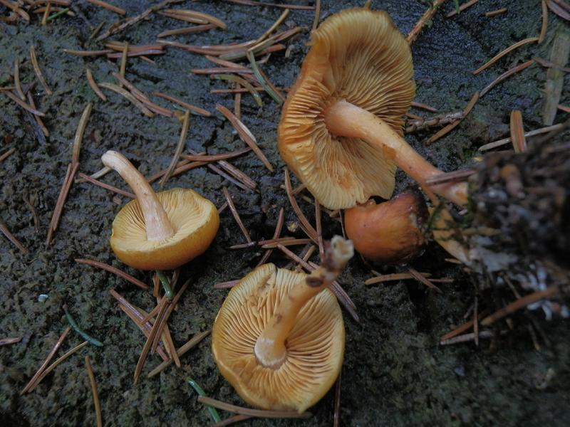 Gymnopilus sp._1.2.jpg